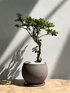 Image result for Camphor Tree Bonsai