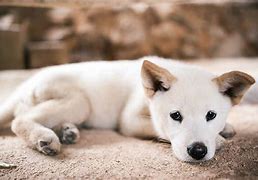 Image result for Jindo Dog Island