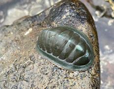 Image result for Chiton Wetlands