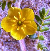 Image result for UAE Desert Plants