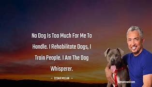 Image result for Cesar Millan Pit Bull