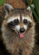 Image result for Raccoons Are Cute