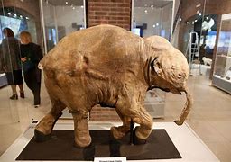 Image result for Mammoth Mummy