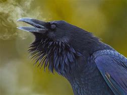 Image result for Most Graceful Raven in the World