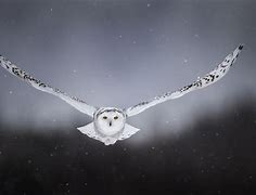 Image result for Mega Snow Owl