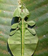 Image result for Leaf Insect Species