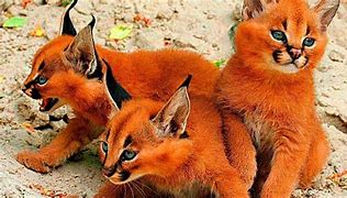 Image result for Top 5 Rarest Cats