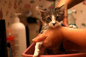 Image result for Bathing Your Cat