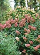 Image result for Hydrangea Pan Limelight Prime