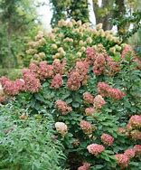 Image result for Limelight Hydrangea in the Landscape