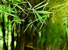 Image result for Gambar Daun Bambu