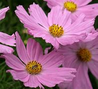 Image result for Cosmos Candy Stripe