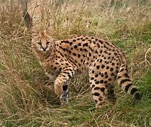 Image result for Serval Cat Tail