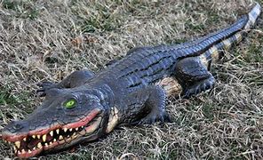 Image result for Alligator Swamp