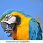 Image result for Sharp Talons