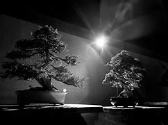 Image result for Bonsai at Night