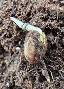 Image result for Flowering Dogwood Roots