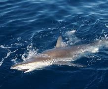 Image result for Dusky Shark