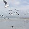 Image result for Seagull Paintings