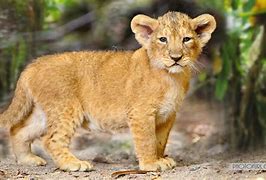 Image result for Real Forest Animals