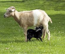 Image result for Goat Babies