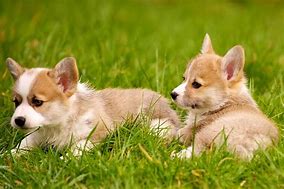 Image result for Adorable Baby Corgi