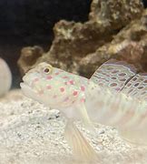 Image result for Pink Saltwater Fish