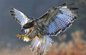 Image result for Hawk Claws