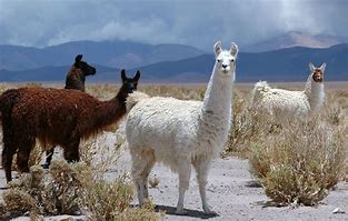 Image result for Pet Llama