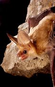 Image result for Pallid Bat Diet