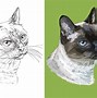 Image result for Cat Drawing Shading