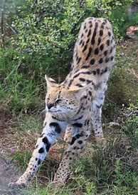 Image result for Serval Cat Big