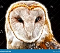 Image result for Neon Barn Owl