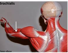 Image result for The Brachioradialis