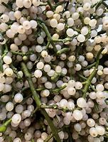 Image result for Mistletoe Seeds