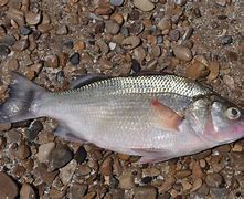 Image result for White Perch