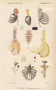 Image result for Barnacle Anatomy