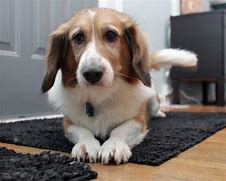 Image result for Corgi Basset Hound Mix