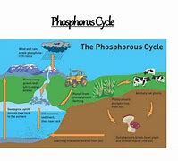 Image result for Chemical Cycle