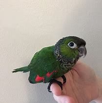 Image result for Black Cap Conure