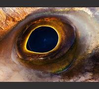 Image result for Prespective Eye Fish