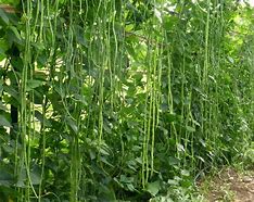 Image result for Yard Long Beans