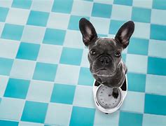 Image result for French Bulldog Weight Chart Kg