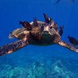 Image result for Yay Turtle