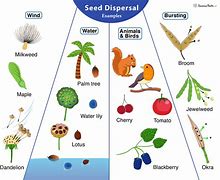 Image result for Seed Dispersal Plants