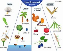 Image result for Mangrove Seed Dispersal