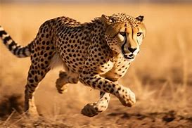 Image result for Cheeta Emage