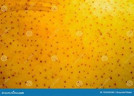 Image result for Average Texture of a Pear