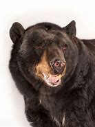 Image result for Black Bear Head White Background