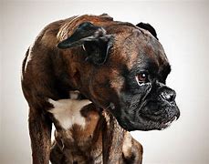 Image result for German Boxer Dog Side Profile